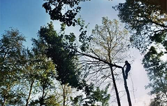 Photo d'arbres élagés