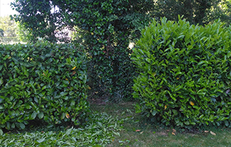 Photo d'une haie taillée