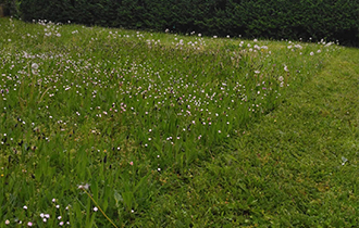 Photo d'un jardin fleuris